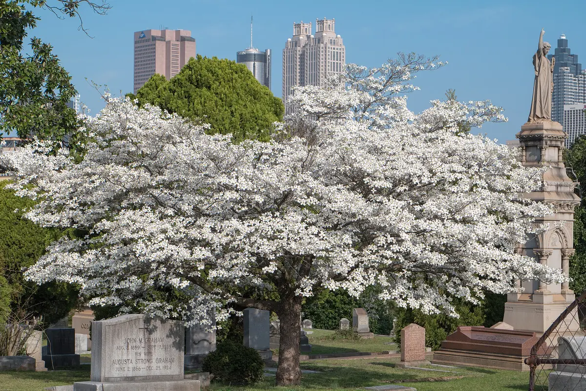 A dogwood in bloom at Oakland Cemetery, with the downtown Atlanta skyline behind.