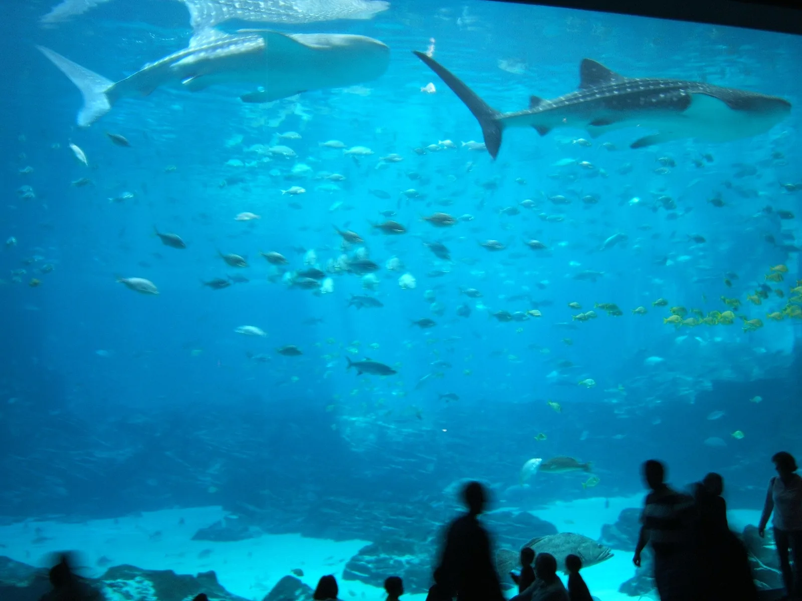 Visitors watch whale sharks at the Georgia Aquarium in downtown Atlanta.