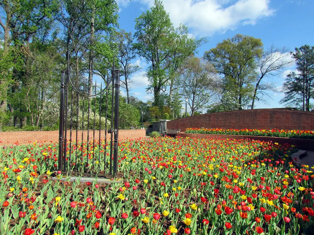 Tulips in bloom at the Atlanta Botanical Garden in Midtown.