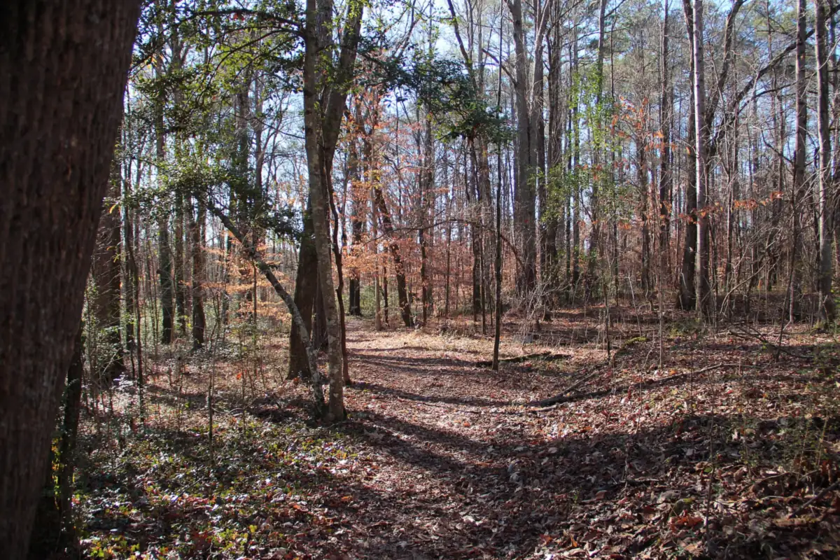 Cascade Springs Nature Preserve in southwest Atlanta